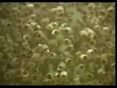 Реактор Mbbr37 Biofilm двигая кровати несущей Biofilm Virgin Media K1 K3 K5